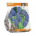 Baltus Muscari Blue Spike bloembollen per 10 stuks